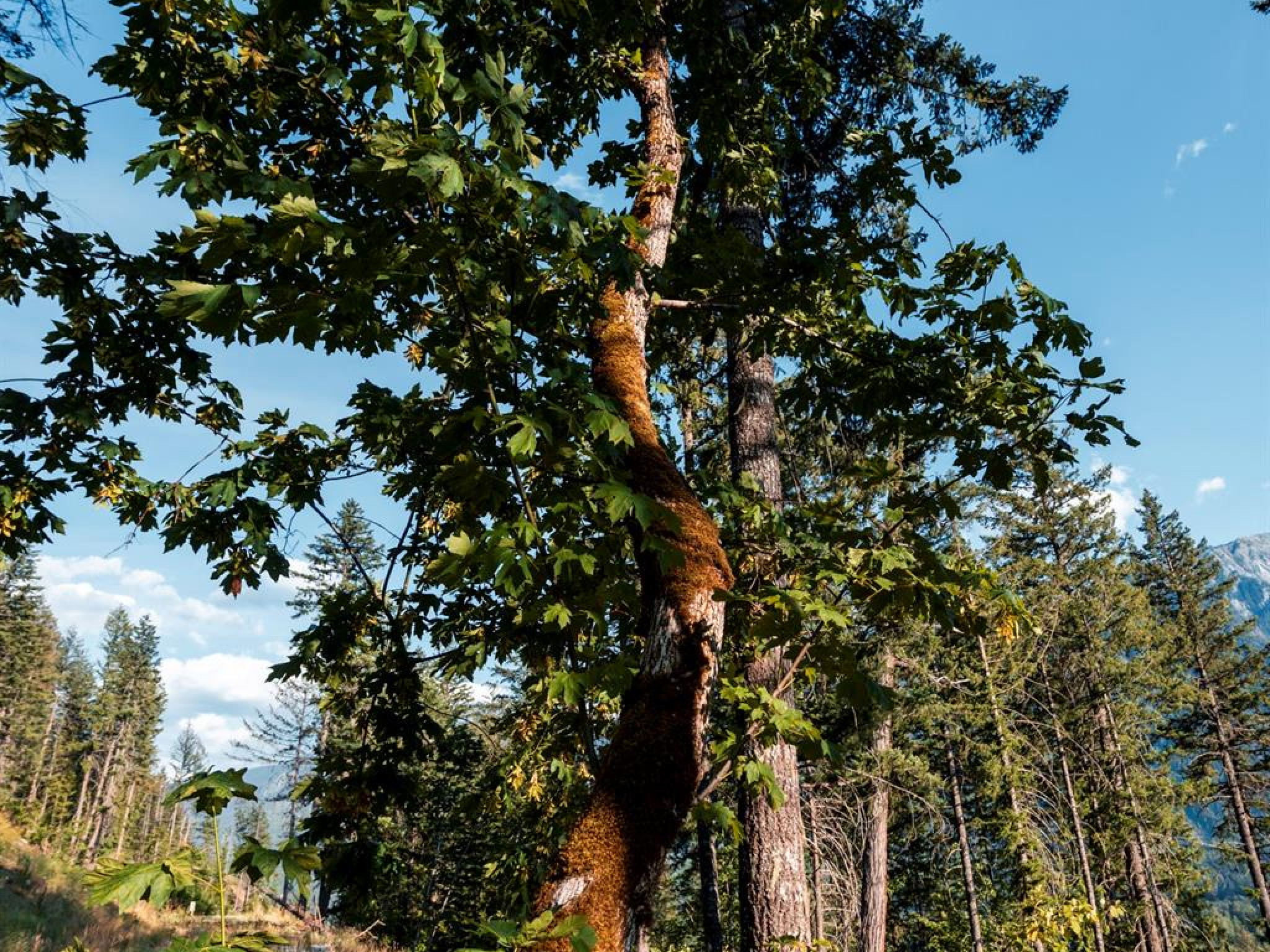 9000 Sun God Mountain Way image 3