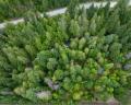 9540 Pemberton Portage Road image 28
